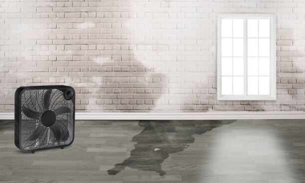 Best Carpet water damage restoration  in Blackwater, AZ